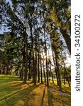 Forest sun shine