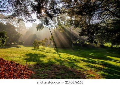 Forest sunbeams landscape. Sunlight through the crowns of trees. Sunshine shadows in forest park. Beautiful sunshine shadows through tree branches