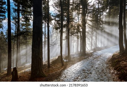 Forest sunbeams in misty forest. Snow road in sunbeam forest. Forest road in sunbeams. Forest sunbeams landscape