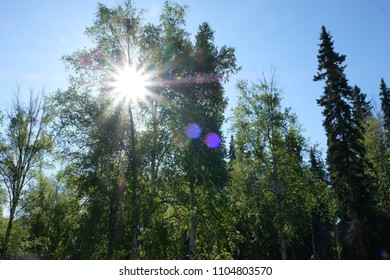 Forest with sunlight