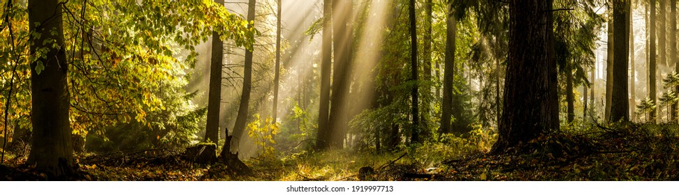 Forest sunlight panorama in autumn nature landscape