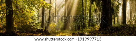 Forest sunlight panorama in autumn nature landscape