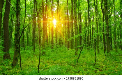 Forest with sunlight. The sun rays through branches of trees