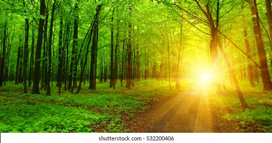 Forest with sunlight. The sun rays through branches of trees