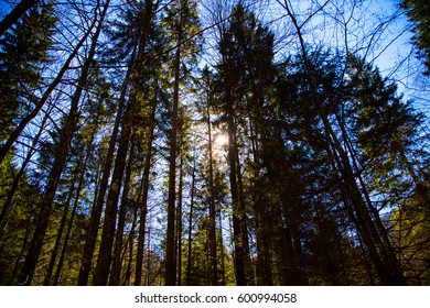 Forest with sunrays in spring