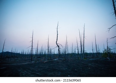 Forest Sunrise On The Tolbachik Volcano