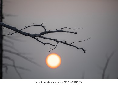 Forest Sunrise On The Tolbachik Volcano