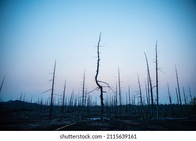 Forest Sunrise On The Tolbachik Volcano