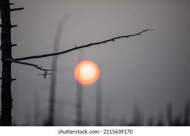 Forest Sunrise On The Tolbachik Volcano