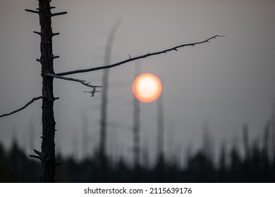 Forest Sunrise On The Tolbachik Volcano