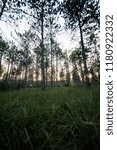 Forest at sunset