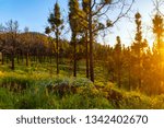 forest at sunset