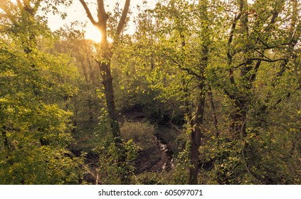 Forest Sunset