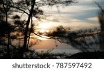 The forest with the sunset background.