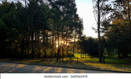 Forest and sunset in background