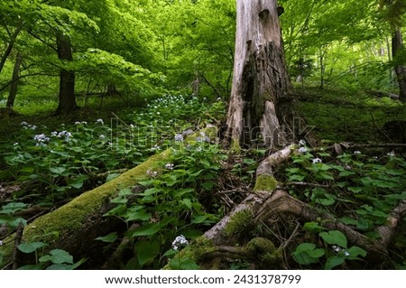 Similar – Image, Stock Photo Forest in spring