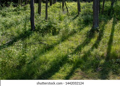 Forest With Sunset Sunrise Lighting Casting A Shadow Of The Tree Trunks On To The Long Grass Terrain