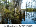 Forest of Swamp Cypresses with epiphytic Tillandsia plants, aerial roots of cypresses sticking out of water in swamp, reflection of plants in still water, Okefenokee Swamp, Georgia, USA