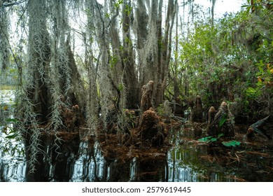 Forest of Swamp Cypresses with epiphytic Tillandsia plants, aerial roots of cypresses sticking out of water in swamp, Okefenokee Swamp, Georgia, USA