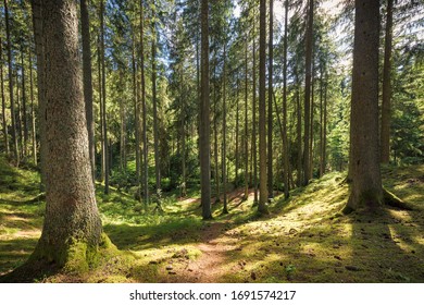 Forest In Östergötland Sweden During Daylight