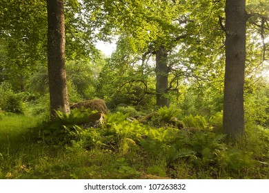 Forest in Ã?Â?holmen, vÃ?Â¤stmanland, Sweden, habitat for many rare insects, sun shines through the leaves - Shutterstock ID 107263832