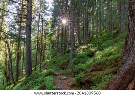 Forest of Swiss stone pine Trees illuminated by Sunbeams a Carpet of Moss and stones covering the forest floor. Natural relict Swiss stone pine  Arolla pine (Pinus cembra) forest in the Carpathian