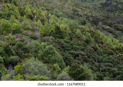 Forest. Taieri River Scenic Reserve. Otago. South Island. New Zealand.