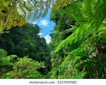 a forest with tall, dense trees that cover each other - Powered by Shutterstock