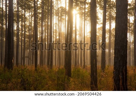 Forest of tall straight trees with morning sunrise glow