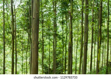 Forest of tall trees