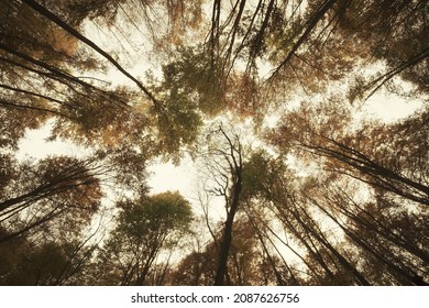 Forest With Tall Trees Upward View