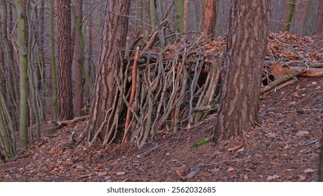 Forest Temporary Bushcraft Camp Shelter Build with Branches and Sticks by Survivalist Hunter Prepper - Powered by Shutterstock