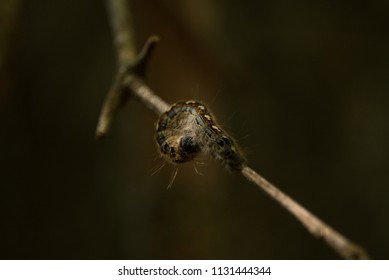 Forest Tent Caterpillar In The Sam Houston National Forest In Texas.