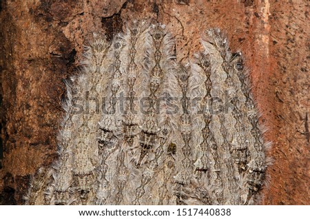 Forest Tent Caterpillars Massing on a Tree Trunk