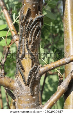  Forest tent caterpillars These caterpillars are native to North America and experience massive population explosions roughly every 10 to 12 years. They cluster in trees and completely strip the tree