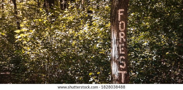 Forest text write on a\
tree