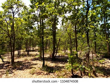 Forest texture background.