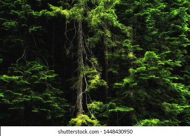 Forest texture, green lush trees