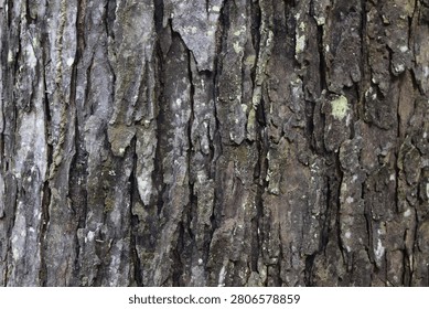 Forest textures and tree bark