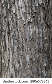 Forest textures and tree bark