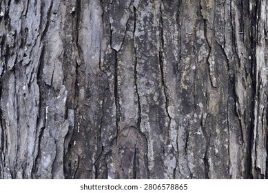 Forest textures and tree bark