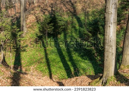 forest stage Environment