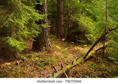 in the forest thicket
