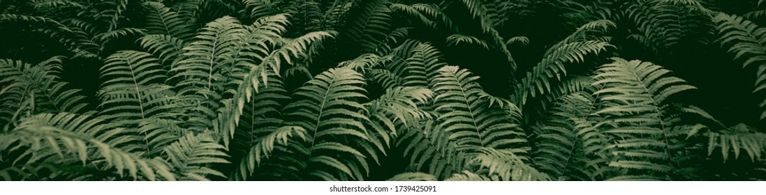 forest thickets of ferns. botany banner. texture background - Shutterstock ID 1739425091
