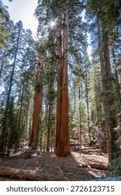 A forest with three very large trees in the foreground. The trees are surrounded by smaller trees and the ground is covered in leaves and dirt. The sun is shining through the trees