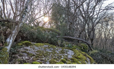 In the forest, through the branches of trees, the setting sun, moss on the stones.  Spring in the forest