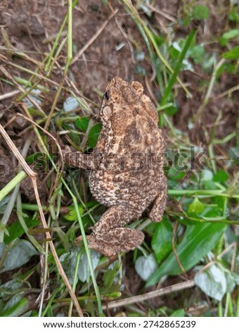 Forest toad (or Indonesian Crested Toad), which has the scientific name Ingerophrynus biporcatus.