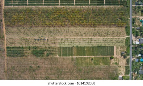 Forest Top View By Drone. Aerial View Landscape.top View Farm And Field Rice
