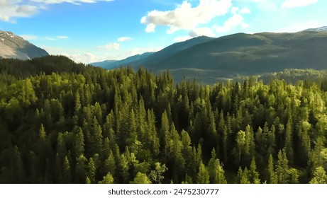 Forest top view stuck image - Powered by Shutterstock