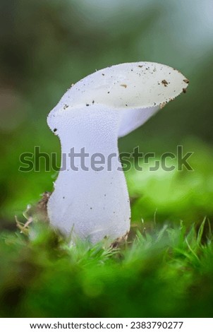 forest tounge or cats toung mushroom with a blue light on a white background
